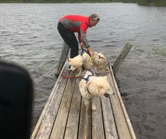Stein hjelper Jenny og ulrik opp fra badinga i Stamvatnet